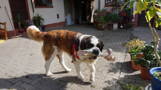 21463264_1550612344995071_2847482270082966463_n